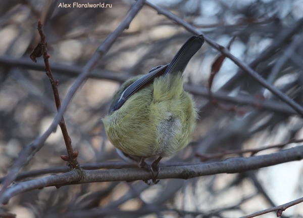 Parus caeruleus
Ключевые слова: Parus caeruleus