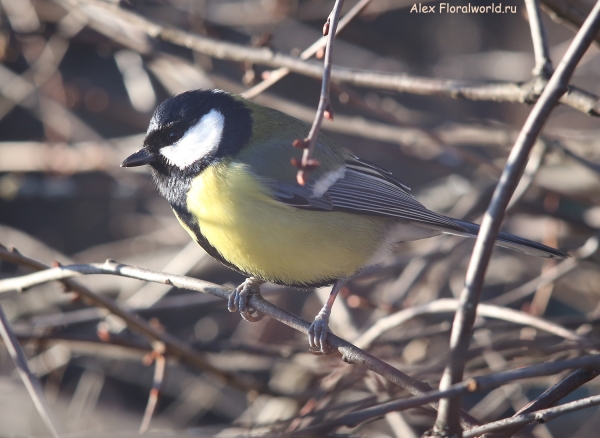 Parus major
Ключевые слова: Parus major