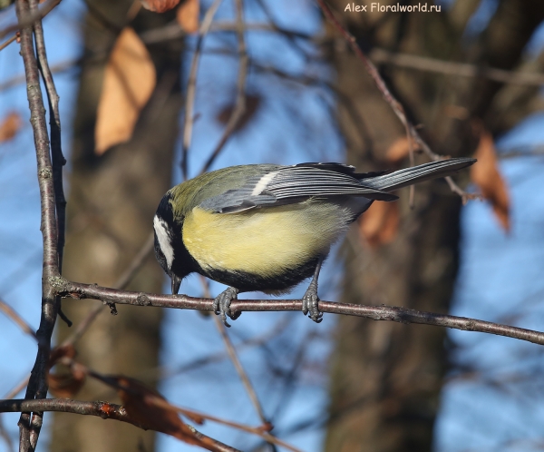 Parus major
Ключевые слова: Parus major