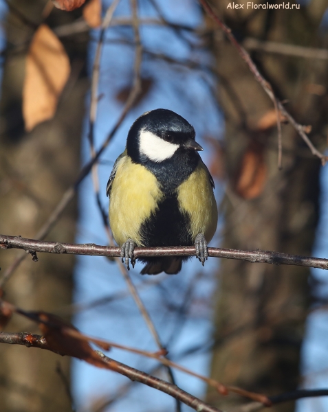 Parus major
Ключевые слова: Parus major