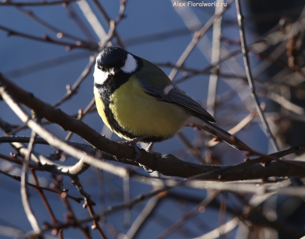 Parus major
Ключевые слова: Parus major