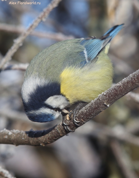 Parus caeruleus
Ключевые слова: Parus caeruleus
