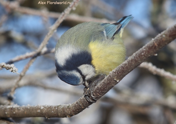 Parus caeruleus
Ключевые слова: Parus caeruleus