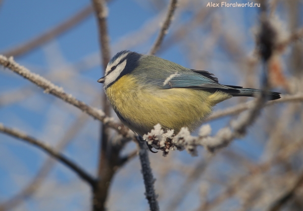 Parus caeruleus
Ключевые слова: Parus caeruleus