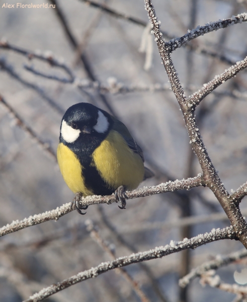 Parus major
Ключевые слова: Parus major