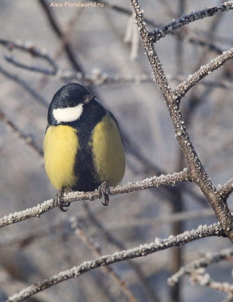 Parus major
Ключевые слова: Parus major