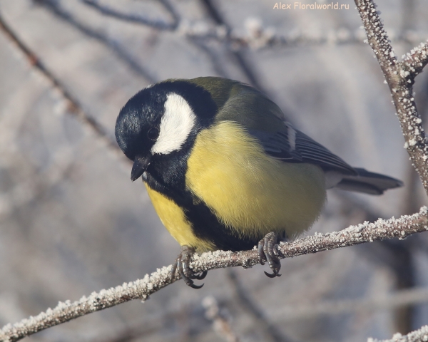 Parus major
Ключевые слова: Parus major