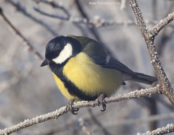 Parus major
Ключевые слова: Parus major
