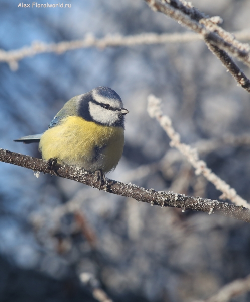 Parus caeruleus
Ключевые слова: Parus caeruleus