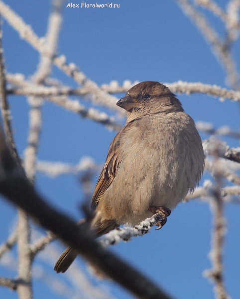Passer domesticus
Ключевые слова: Passer domesticus