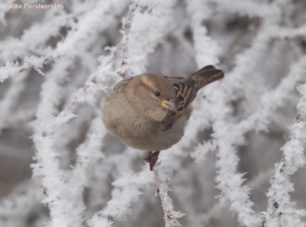 Passer domesticus
Ключевые слова: Passer domesticus