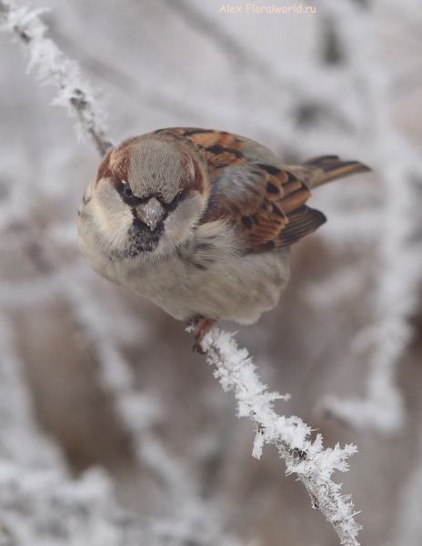 Passer domesticus
Ключевые слова: Passer domesticus