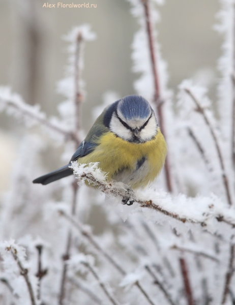 Parus caeruleus
Ключевые слова: Parus caeruleus
