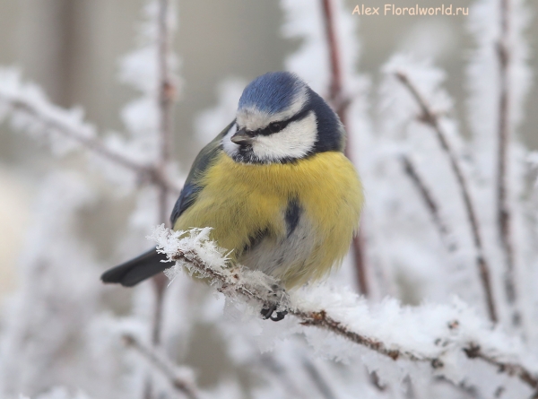 Parus caeruleus
Ключевые слова: Parus caeruleus