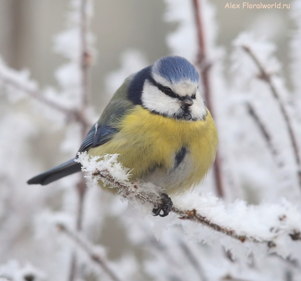 Parus caeruleus
Ключевые слова: Parus caeruleus