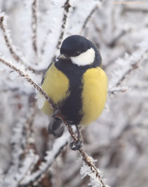 Parus major
Ключевые слова: Parus major