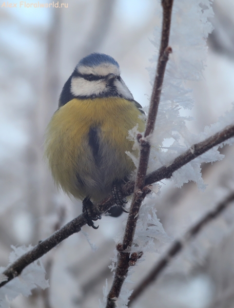 Parus caeruleus
Ключевые слова: Parus caeruleus