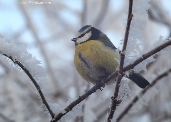 Parus caeruleus
Ключевые слова: Parus caeruleus