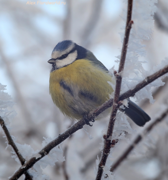 Parus caeruleus
Ключевые слова: Parus caeruleus