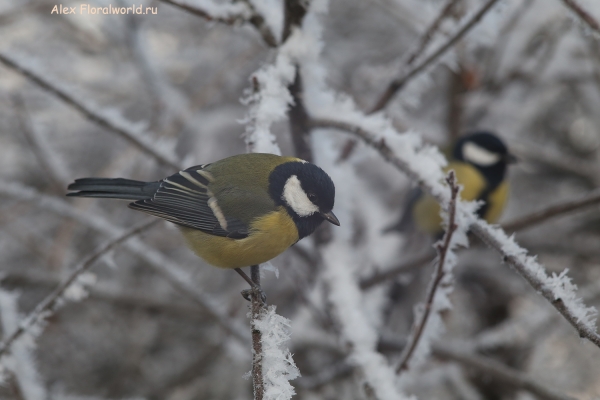 Parus major
Ключевые слова: Parus major