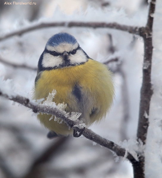 Parus caeruleus
Ключевые слова: Parus caeruleus