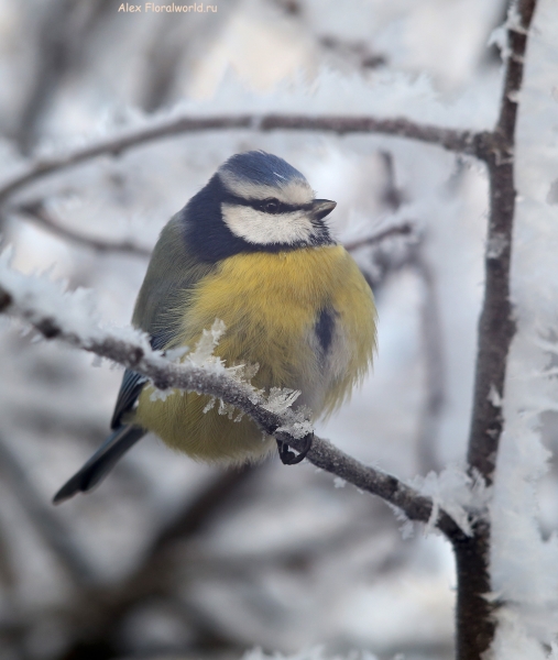 Parus caeruleus
Ключевые слова: Parus caeruleus