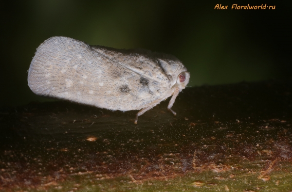 Metcalfa pruinosa
Ключевые слова: Metcalfa pruinosa
