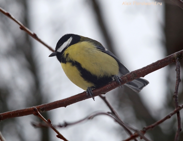 Parus major
Ключевые слова: Parus major
