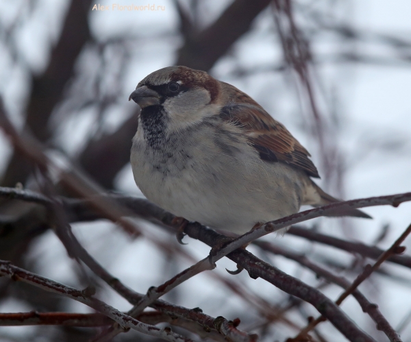 Passer domesticus
Ключевые слова: Passer domesticus