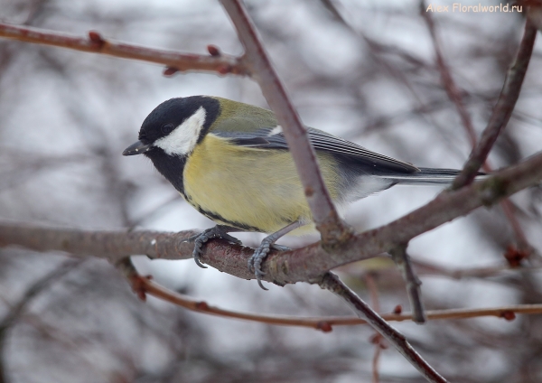 Parus major
Ключевые слова: Parus major