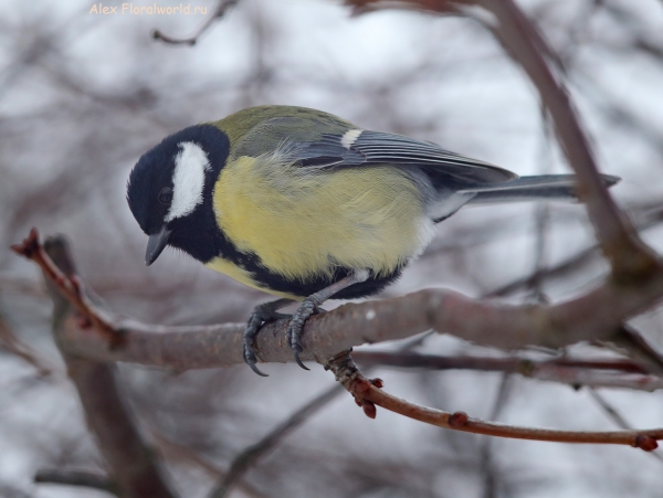Parus major
Ключевые слова: Parus major
