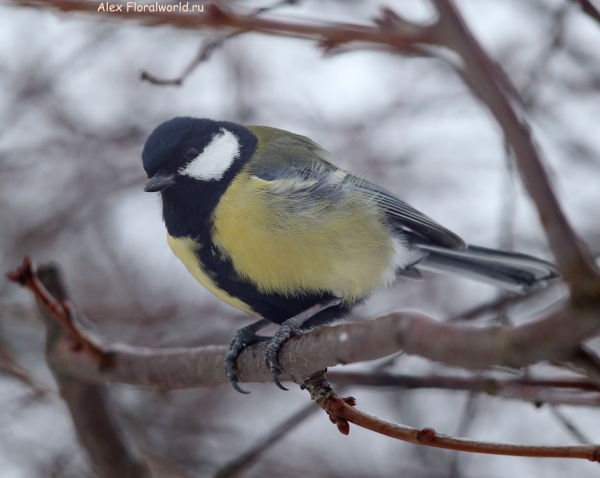 Parus major
Ключевые слова: Parus major
