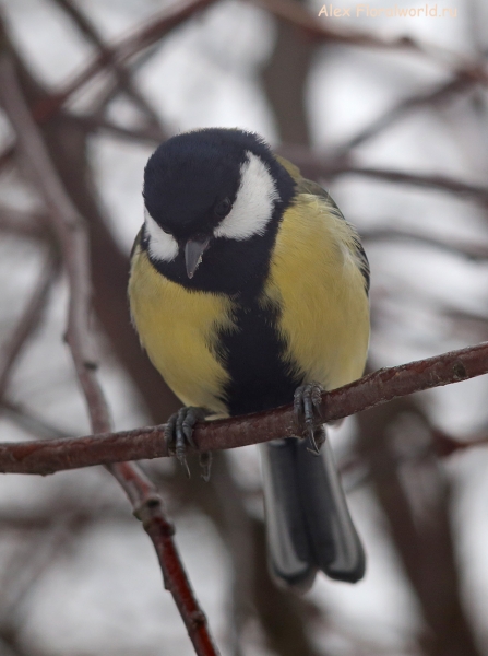 Parus major
Ключевые слова: Parus major