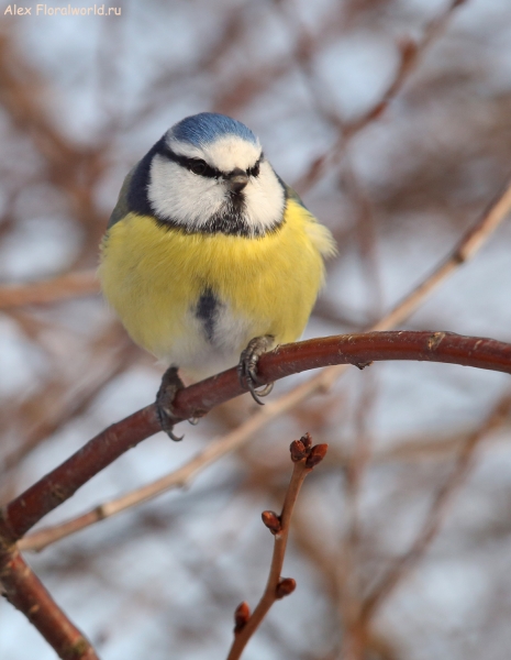 Parus caeruleus
Ключевые слова: Parus caeruleus