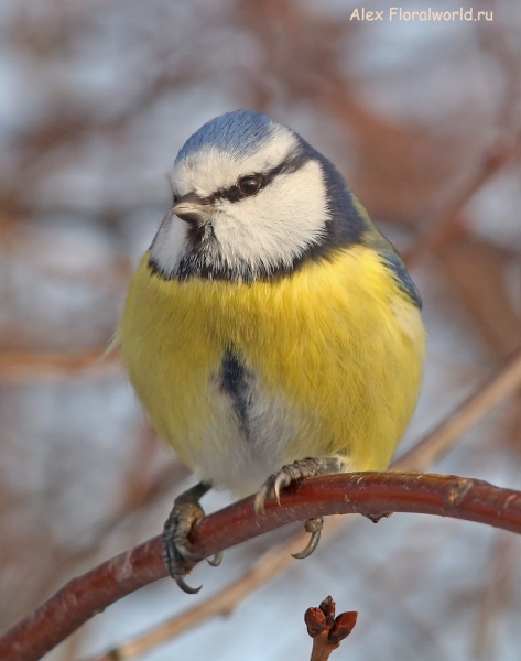 Parus caeruleus
Ключевые слова: Parus caeruleus