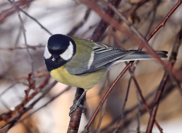 Parus major
Ключевые слова: Parus major