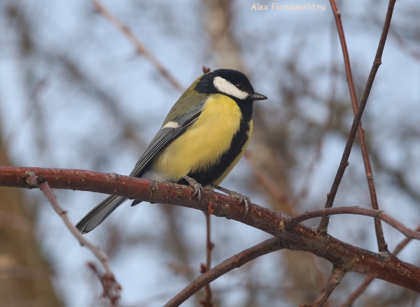 Parus major
Ключевые слова: Parus major