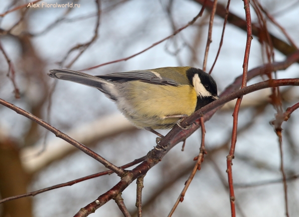 Parus major
Ключевые слова: Parus major