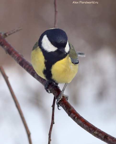 Parus major
Ключевые слова: Parus major