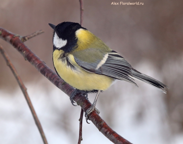 Parus major
Ключевые слова: Parus major