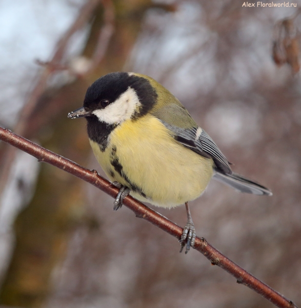 Parus major
Ключевые слова: Parus major