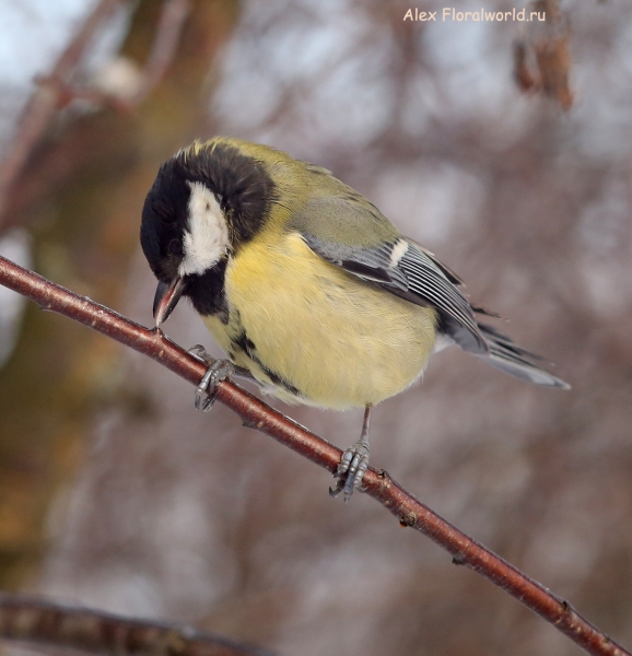Parus major
Ключевые слова: Parus major