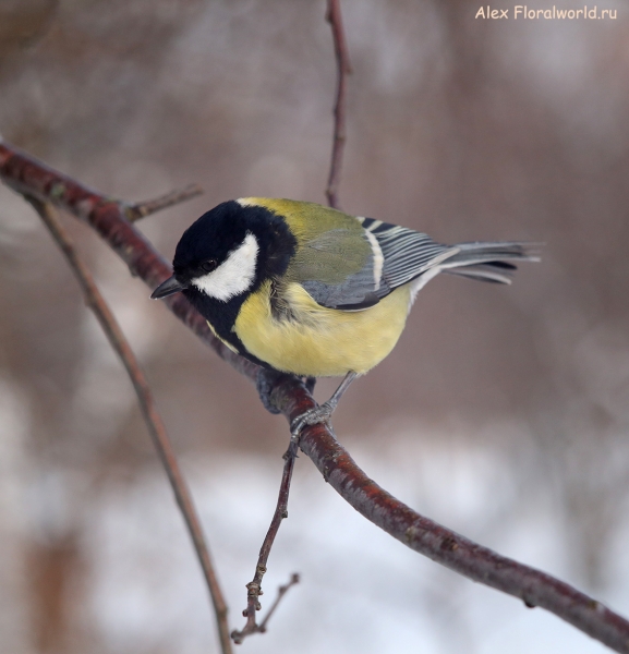 Parus major
Ключевые слова: Parus major