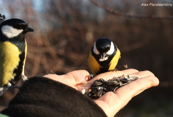 Parus major
Ключевые слова: Parus major