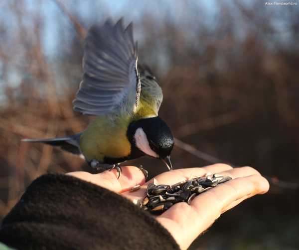 Parus major
Ключевые слова: Parus major