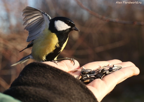 Parus major
Ключевые слова: Parus major