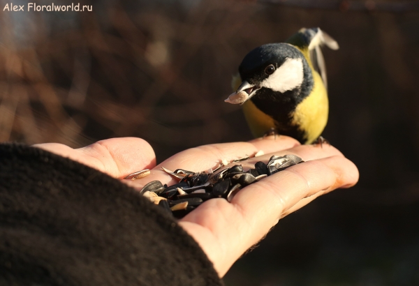 Parus major
Ключевые слова: Parus major