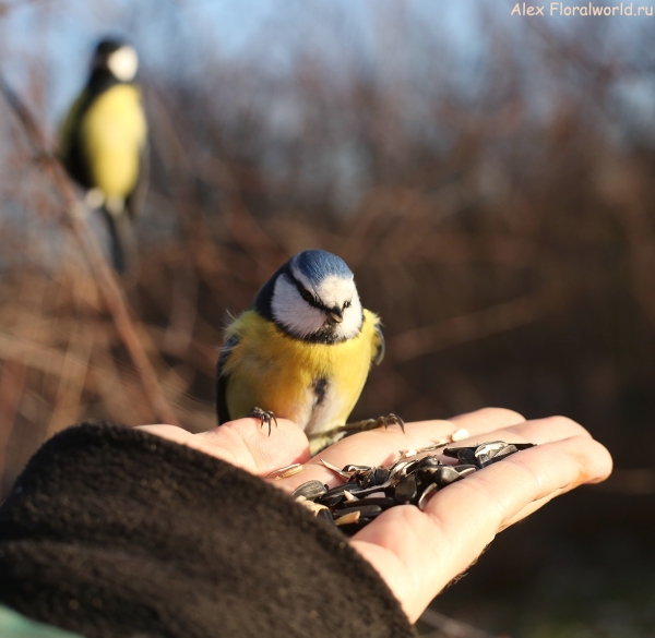 Parus caeruleus
Ключевые слова: Parus caeruleus