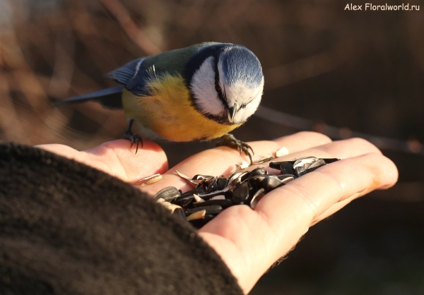 Parus caeruleus
Ключевые слова: Parus caeruleus