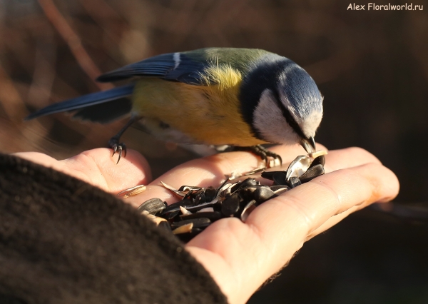 Parus caeruleus
Ключевые слова: Parus caeruleus